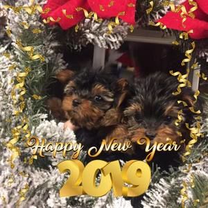 Meet your Posher, Lynn